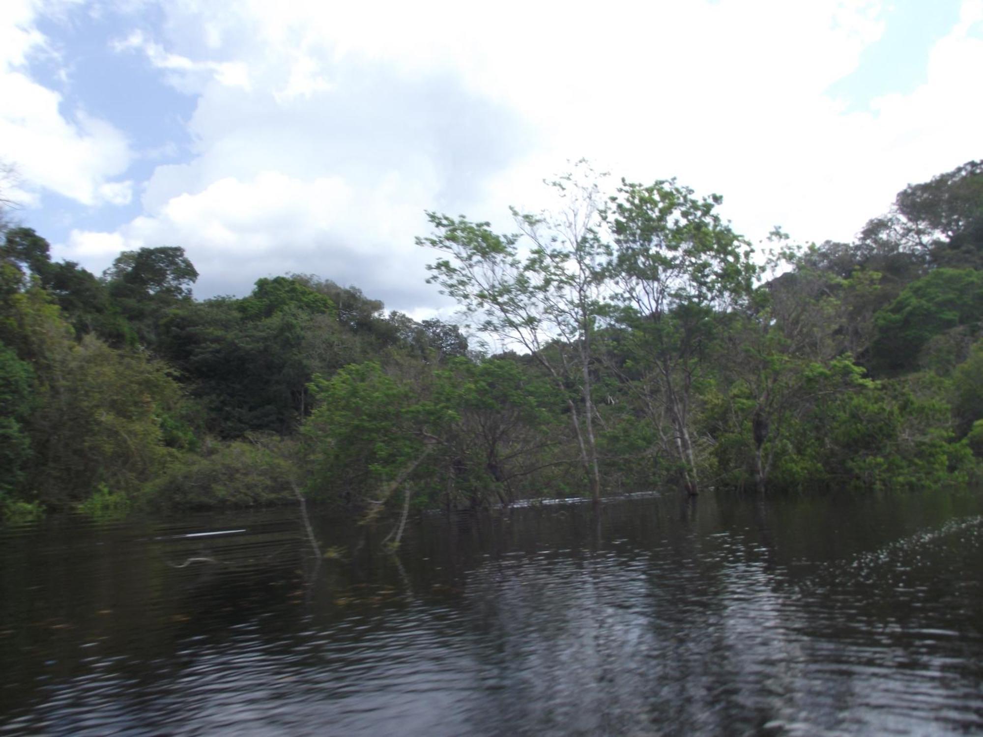 Amazon Arowana Lodge Careiro Buitenkant foto